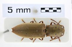 Foto (Dorsalansicht) von Agrypnus cuspidatus (NHMW-ZOO-COL-0008106)